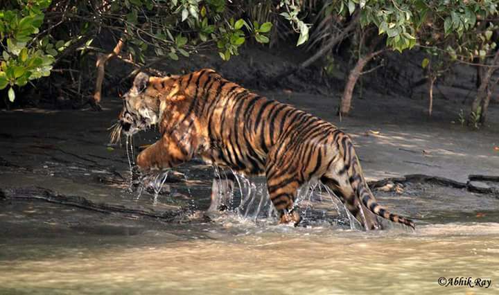 Sundarban